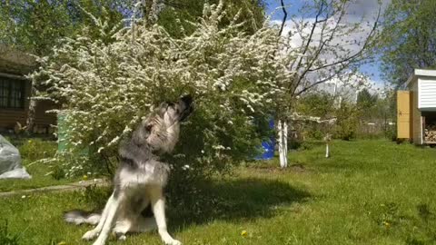 Хорошо летом на даче)