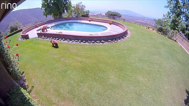 Gang of Bears Takes a Dip In The Pool