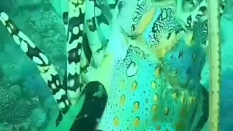 This is a beautiful and charming water-dwelling species