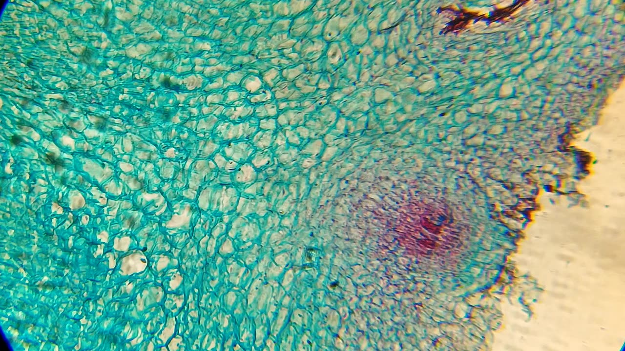 Xylem tissue under the microscope || Things Under the microscope ||#microscope