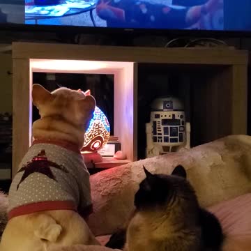 Bulldog watches King of Queens every night