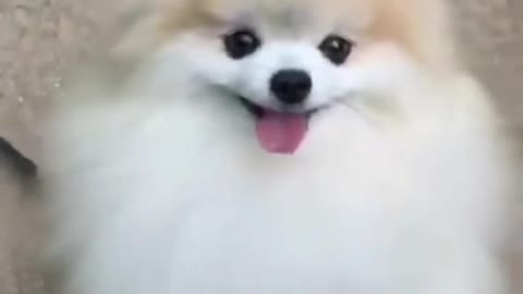 Dog training