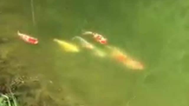 Koi fish pond 102