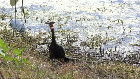 Anhinga downing a fish near lake