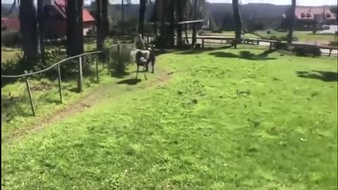 Intoxicated guy decides its a good idea to enter an Ostrich enclosure