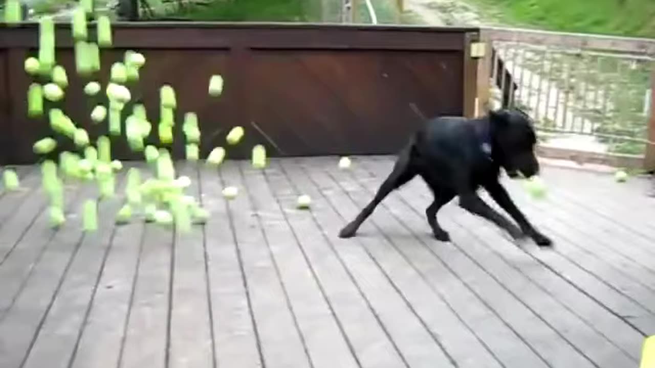 Dog Fan Of Tennis Balls Gets To Chase Them To His Heart's Content