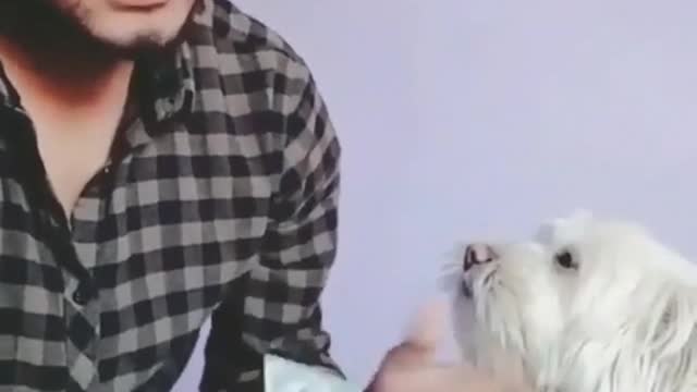 Sweet Dog help his friend counting his money