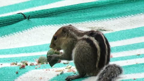 squirrel eating in Sea almond