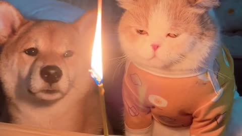 dog wishes cat birthday