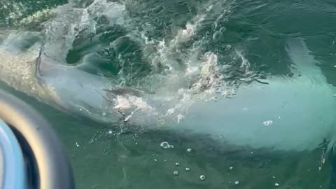 Tiger Shark Floats Belly-Up in Trance-Like State