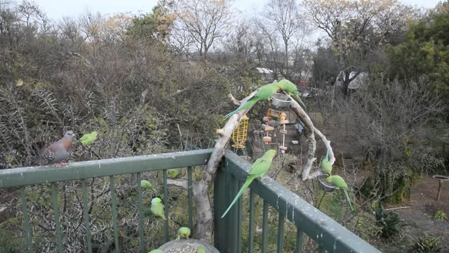 Flock of Ringneck Parakeets share food with pigeons when they are done eating.