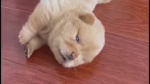 roll over puppy