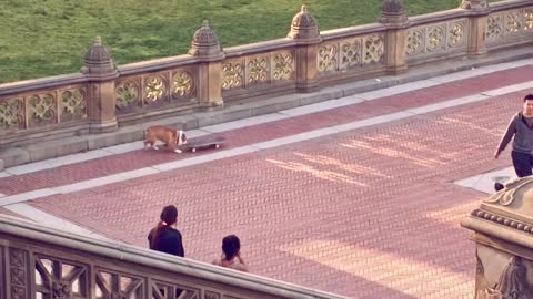 Skateboarding Bulldog NYC