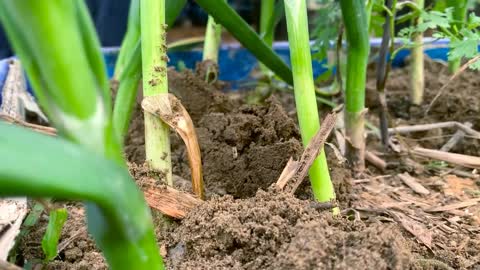 How to Grow Garlic and Harvest Bulbs at Home