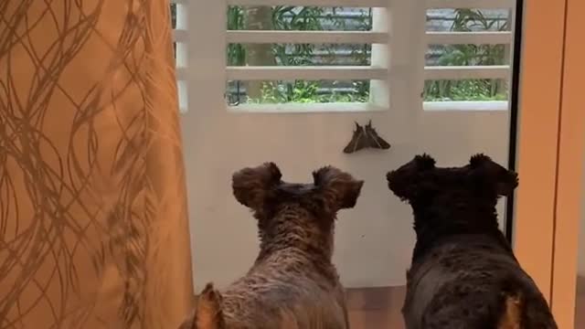 Mini Schnauzer saying " i dont know "