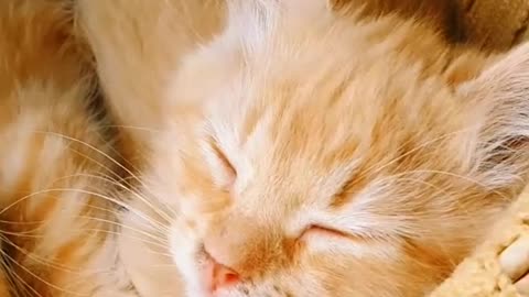 Cute Baby Kittens with Background Music