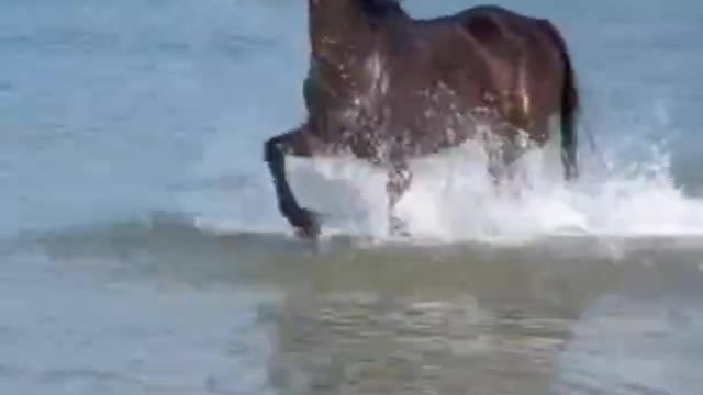 Even horses love to ride on the beach