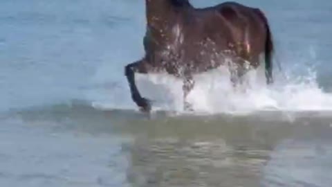 Even horses love to ride on the beach