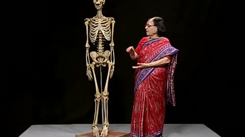 LEARN HUMAN SKELETAL SYSTEM