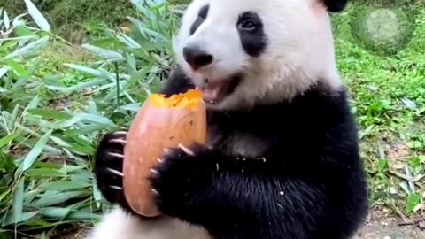 Panda eating food