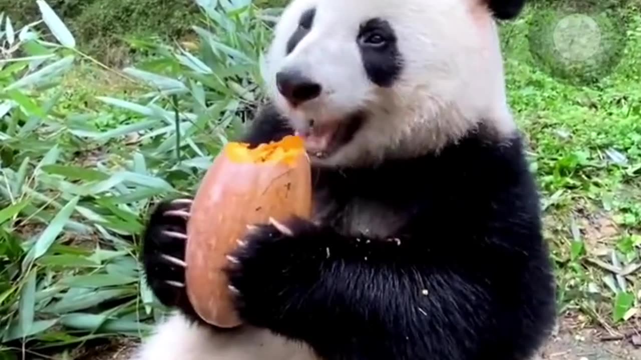 Panda eating food