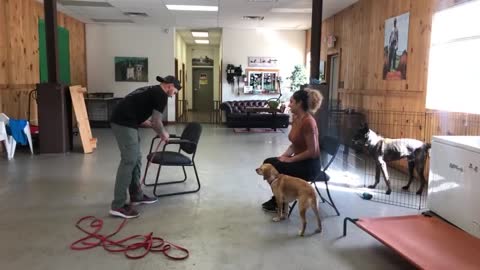 Training for dogs