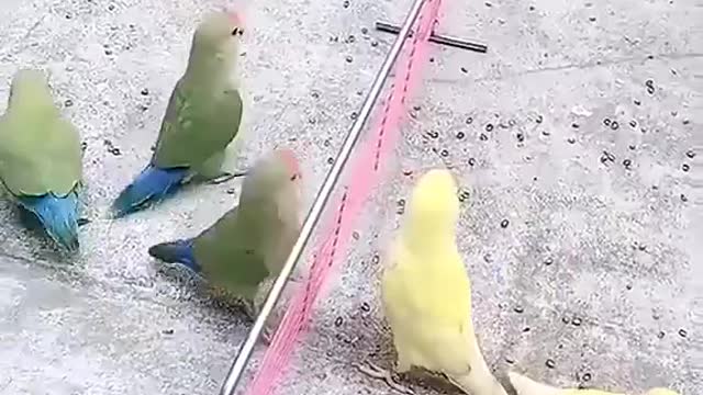 Beautiful little parrots playing with a ball on the net