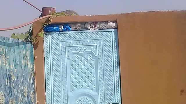 Funny animals videos