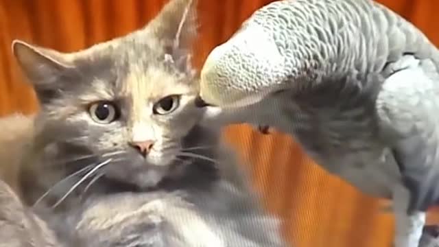 Funny memes laughing