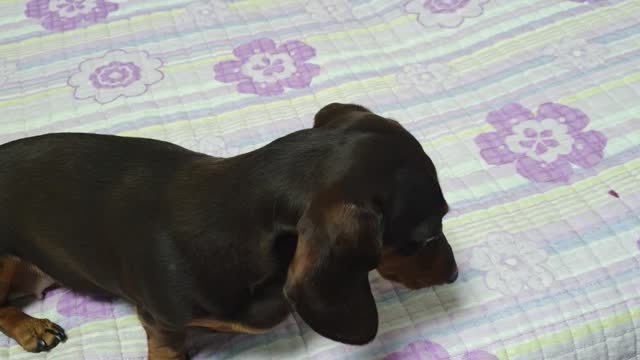 Dog nose training video