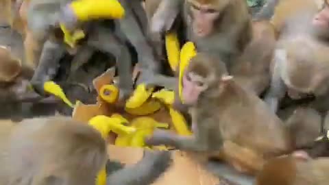 Monkey Mella