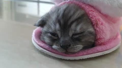 Kitten sleeping in kitty shoes