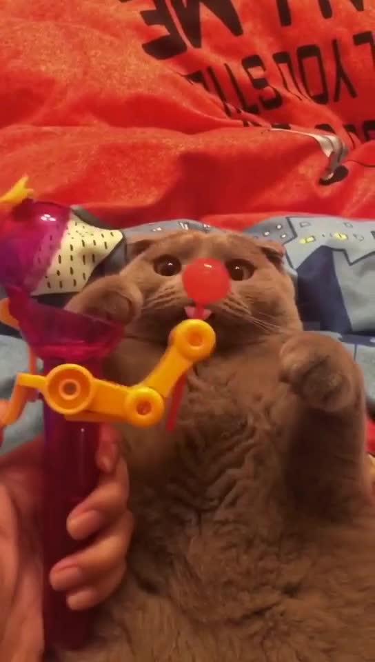 Cat Funny Cat Cute videos Cat Funny Videos