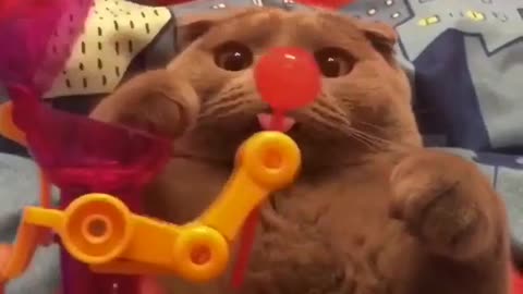 Cat Funny Cat Cute videos Cat Funny Videos