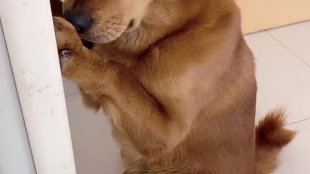 cute dogs getting mischievious and hiding from his owner