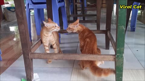 Cats Fighting and Meowing - These Two are Bloody Brothers | Viral Cat