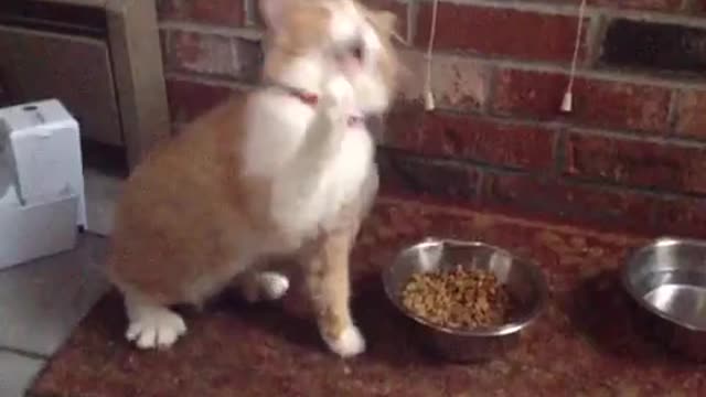 Awesome kitty dancing like a rock star