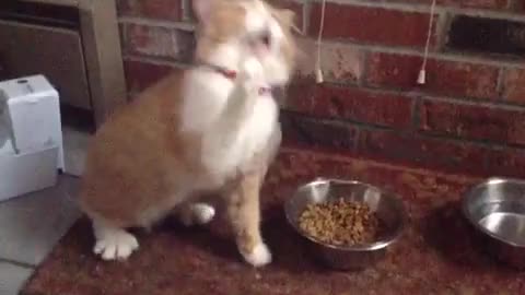 Awesome kitty dancing like a rock star