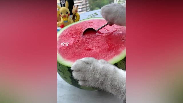 Super Cat Chef #1 | Cute and Funny Cat Videos Compilation