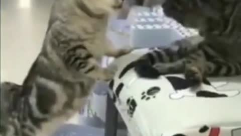 Funny Cat Videos - Super Laugh Time 😂