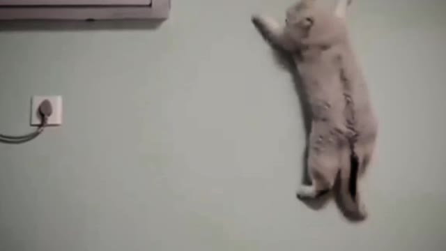 Funny cat Walking on the wall just see it 🤣🤣