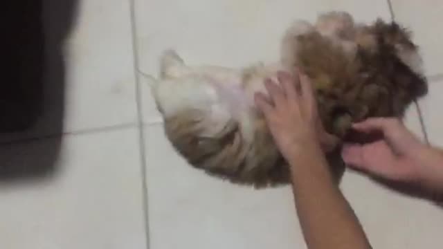 Puppy having fun with its tail!