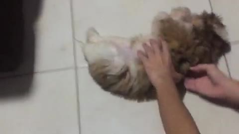 Puppy having fun with its tail!