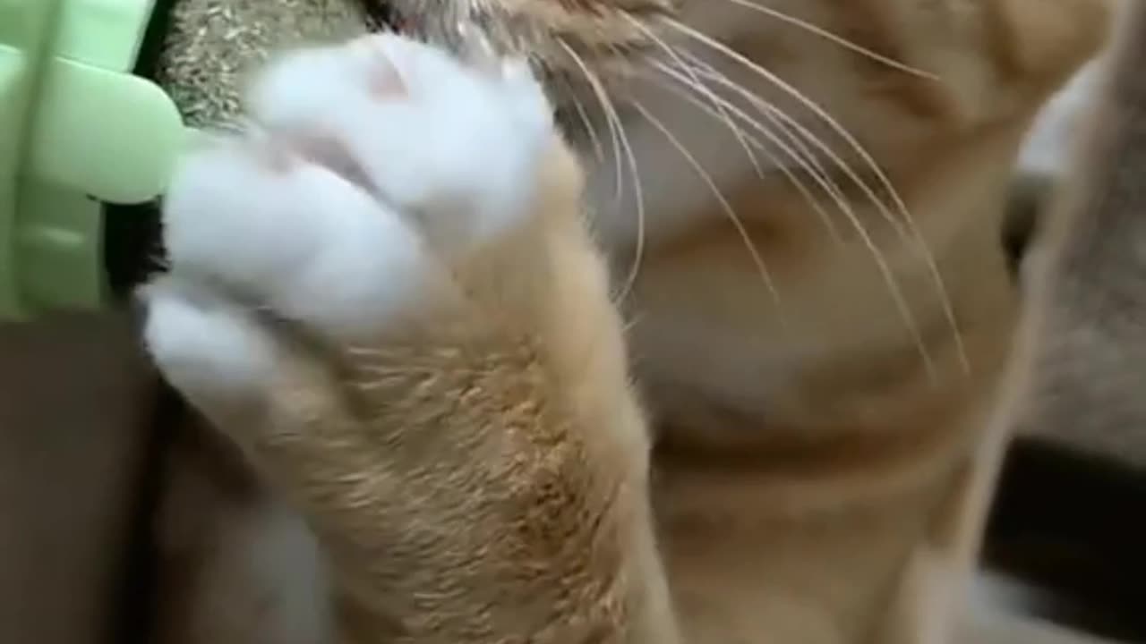 cats video