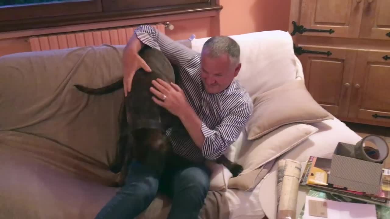 Emotional Boxer Goes Ecstatic When Owner Comes Home From Work