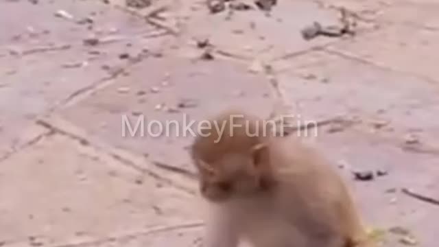 What Happen Next When a Monkey Play with Baloon