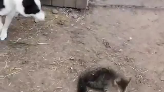 watch this funny fight between cute dog and cat