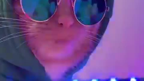 cat in club very funny video