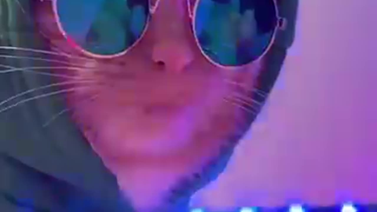 cat in club very funny video