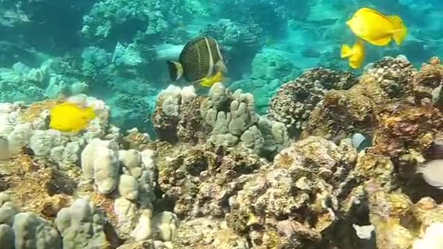 justkeepswimming